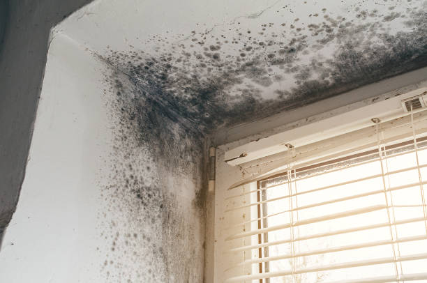 Affordable Commercial Mold Remediation solutions in Church View, VA